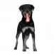 Bakon™ Squeaky Dog Toy