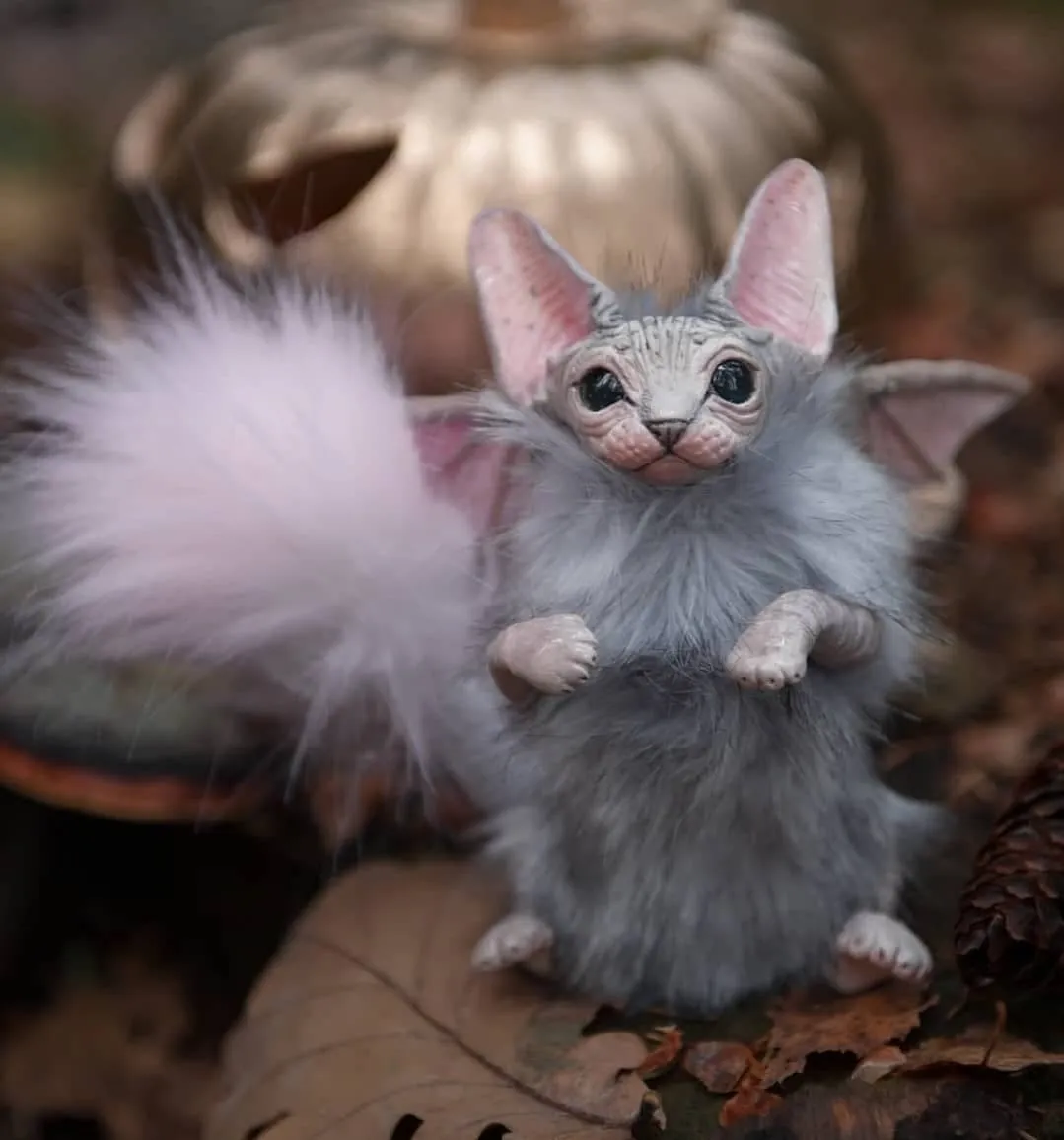 Dark-grey baby batcat