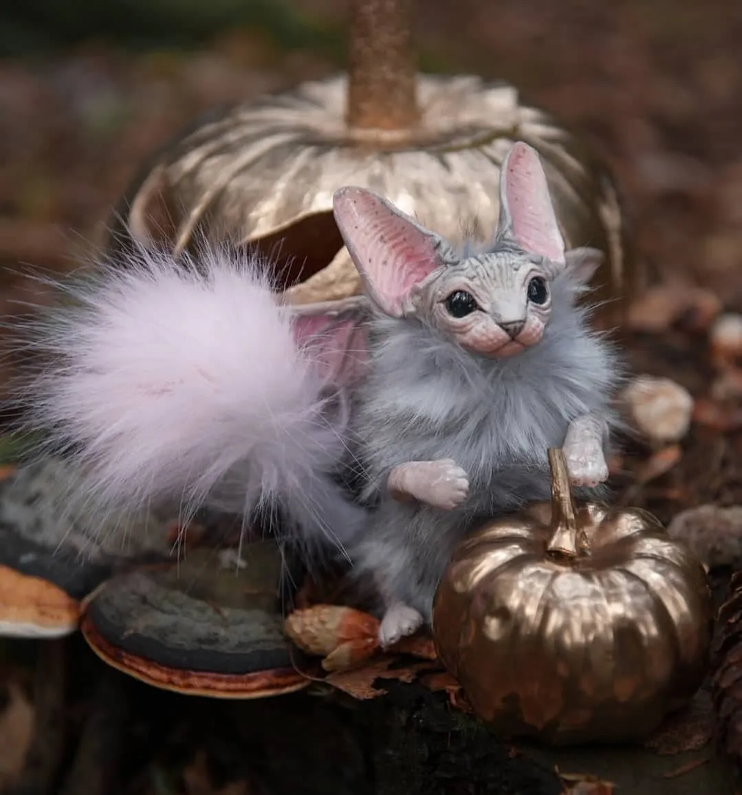 Dark-grey baby batcat