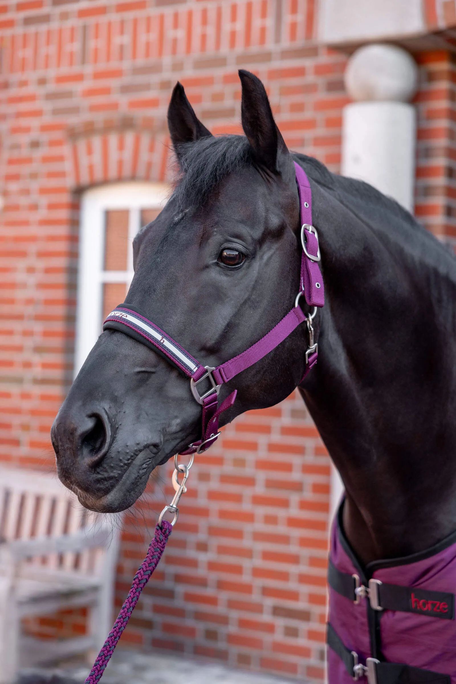 Horze Eternal Gaze Halter Set Purple Potion